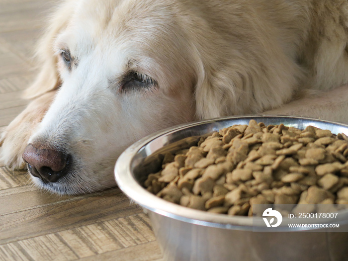 Sad golden retriever dog get bored of food.