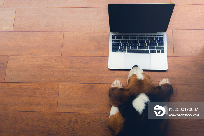 Top view Beagle dogs work in the office at the computer. Concentrate and look at the screen