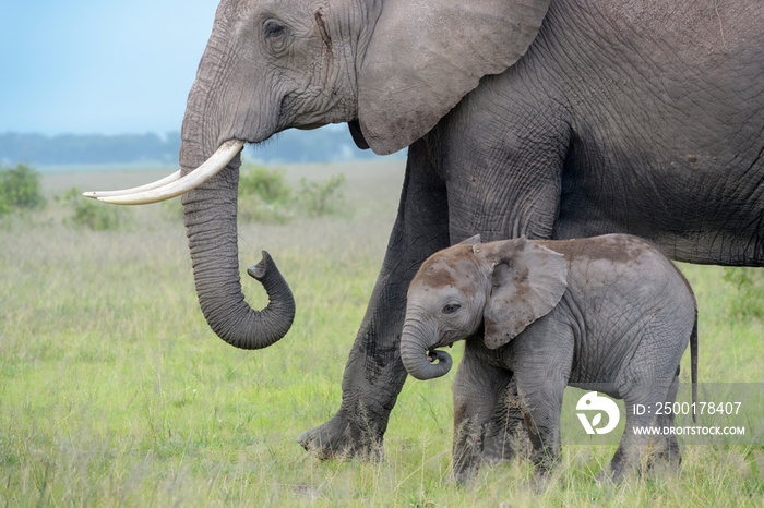 African elephant (Loxodonta africana) mother with baby walking on savanna, Amboseli national park, Kenya.