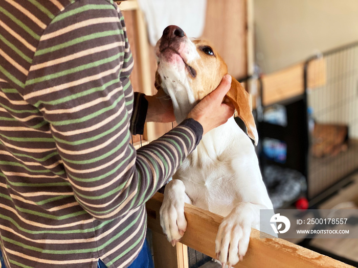 両手で首を撫でられる犬