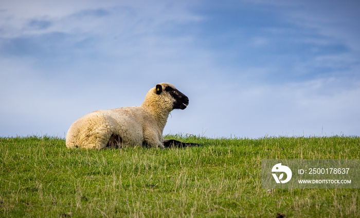 Male sheep with black face lying on grass hilltop near Norden