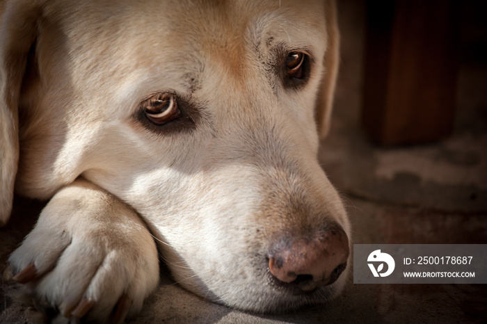 Yellow Labrador Retriever