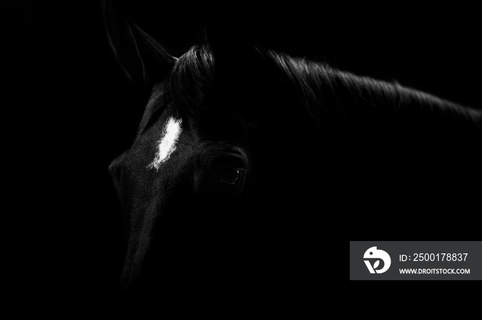 Black beauty horse in fine art