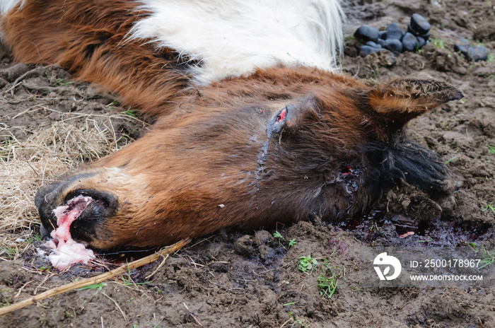 Newtownabbey, Northern Ireland, UK, 21/03/2012 - Dead and malnourished horses found in Newtownabbey. This horse was barely alive, and had to be humanely shot by the vet.