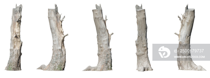 tree stump, dead tree, and roots isolated on white, 3D rendered in different angle