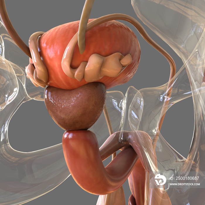 Male Reproductive System Anatomy For Medical Concept 3D Rendering