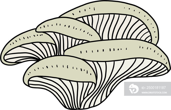 doodle freehand sketch drawing of oyster mushroom vegetable.