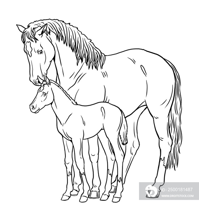 Mare with the foal. Coloring page with horses. Digital drawing with horse. Template for children to paint.