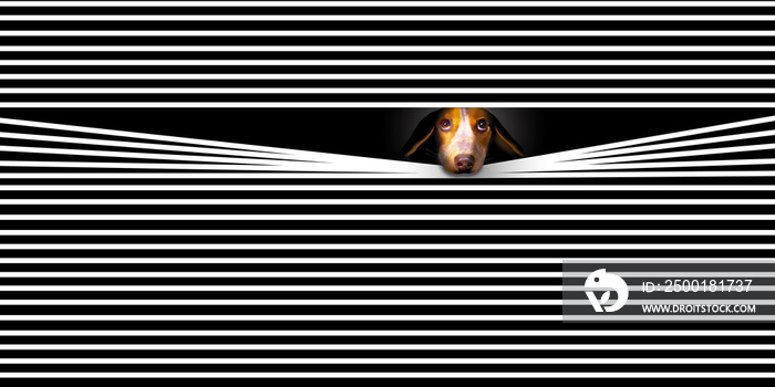 HOME ALONE- A sad faced Beagle dog looks out a window with his face pushed through  venetian blind slats. This is a 3-D illustration about lonely pets.