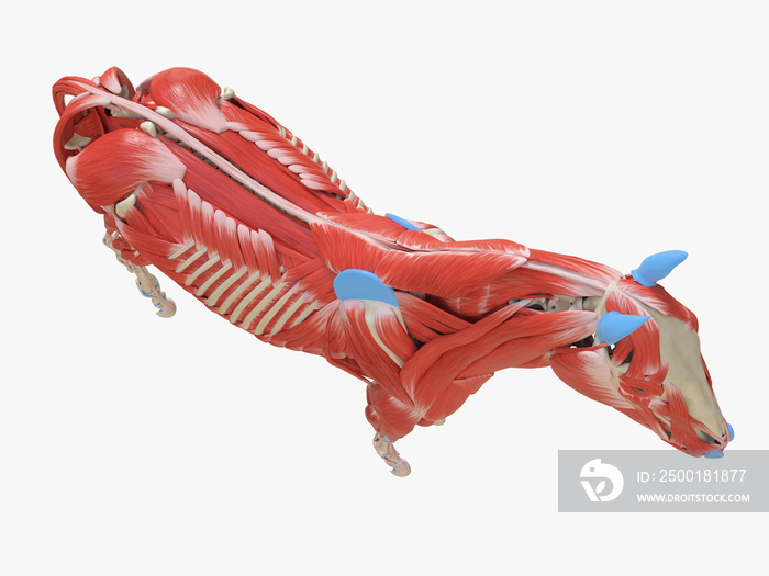 3d rendered medically accurate illustration of the equine muscle anatomy