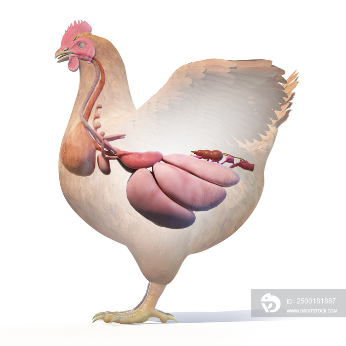 3d rendered illustration of a chickens anatomy - the organs