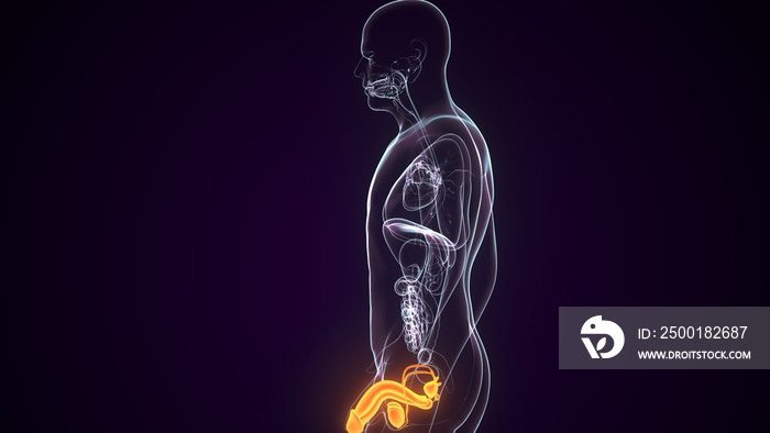 3D Illustration of Male Reproductive System Anatomy