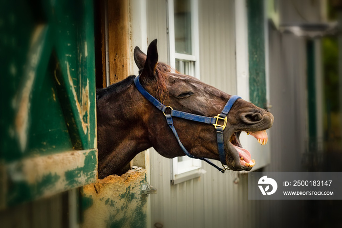 Head of horse with mouth open