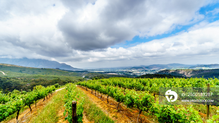 Olive groves and vineyards surrounded by mountains along the Helshoogte Road between the historic towns of Stellenbosch and Franschhoek in the wine region of Western Cape of South Africa