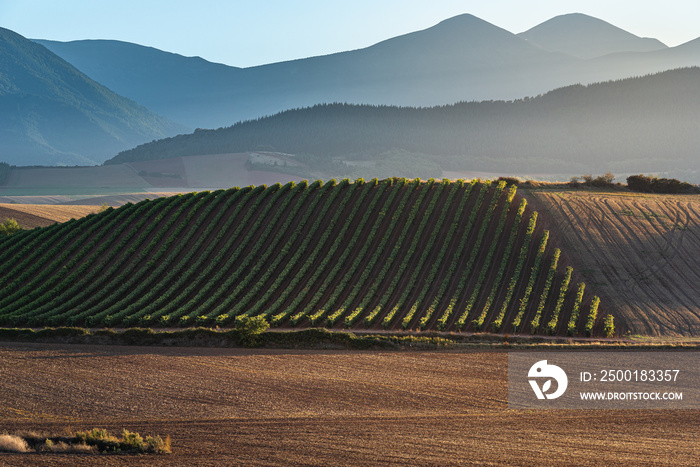 Vineyards with San Lorenzo mountain as background, La Rioja, Spain