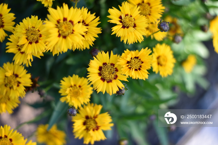 Mädchenauge (Coreopsis grandiflora)