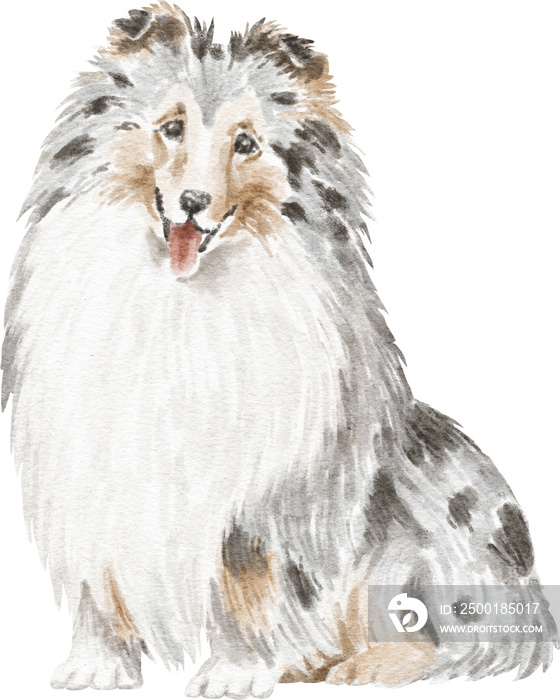 Shetland shepherd dog illustration