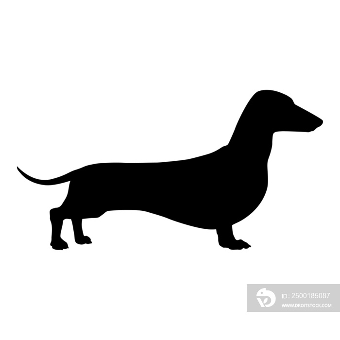 Silueta de perro dachshund de pelo corto de pie aislado