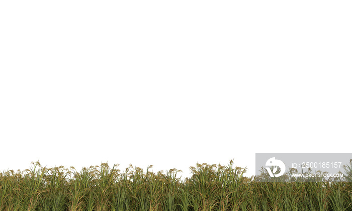 Rice plant clipping path asian rice isolated small plants and grass