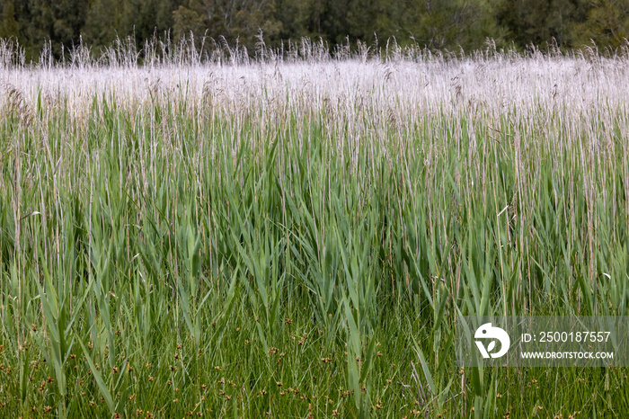 Common Reeds in Australian wetland area