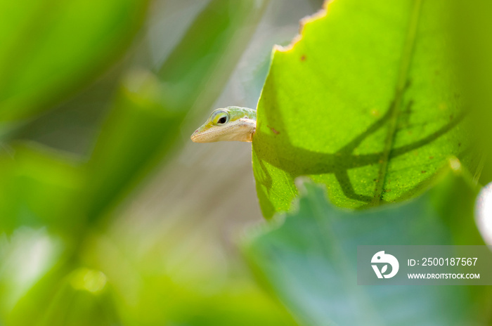 Green Anole on leaf