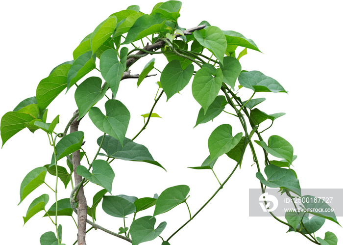 Vine plant, green leaves