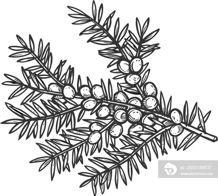 Juniper vector sketch exotic plant fruit icon