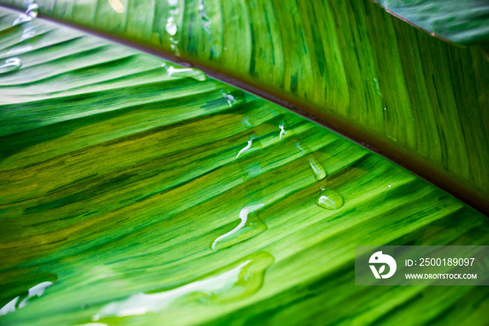 Water drops on a banana leaf background.