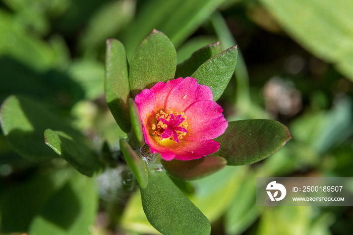 Paraguayan purslane (Portulaca amilis) macro - Davie, Florida, USA