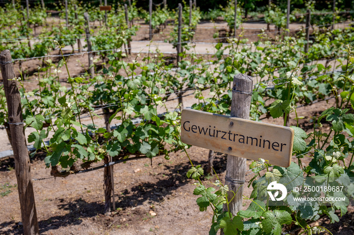 GEWURZTRAMINER Wine sign on vineyard. Vineyard landcape