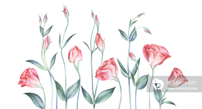 Elegant background with eustoma flowers. Watercolor hand drawn illustration.