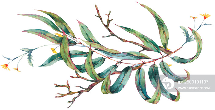 Watercolor eucalyptus, tropical leaves and succulents, botanical natural vintage illustration transparent png