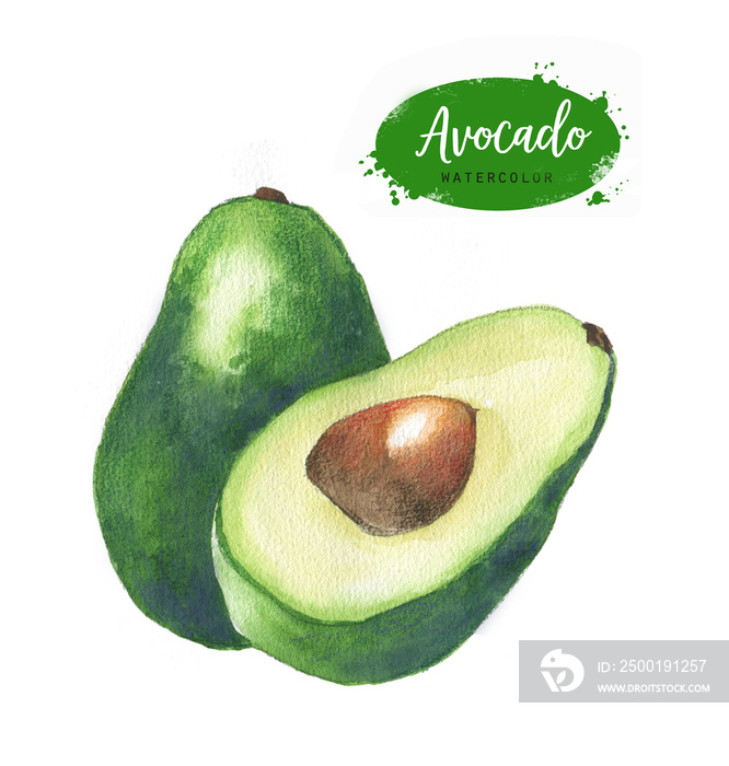 Watercolor hand drawn illustration with fresh green avocado on the white background