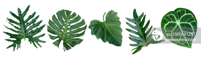 Monstera leaves leaves with Isolate Leaves on transparent background PNG file