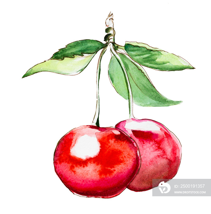 Hand drawn watercolor painting cherry on white background