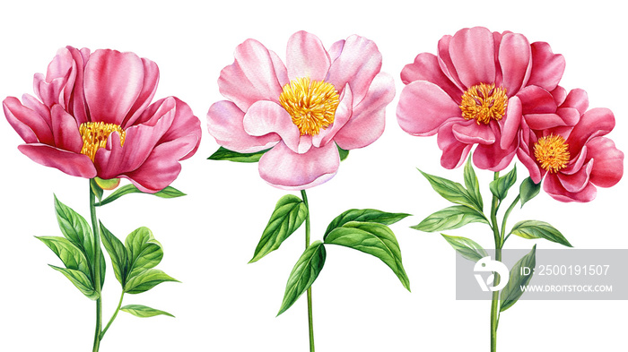 Peonies flowers set on white background. Watercolor botanical painting. Flower for invitation, design greeting card