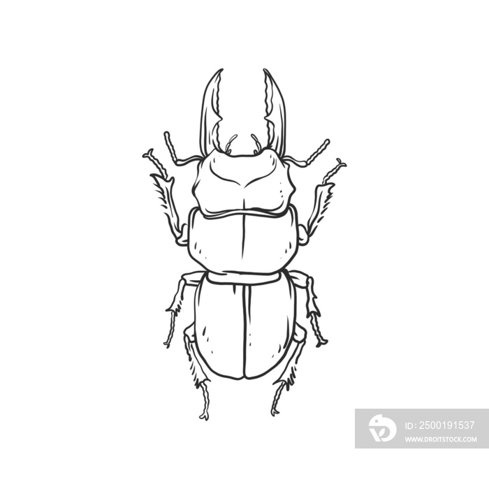 horned beetle Insects and bug illustration