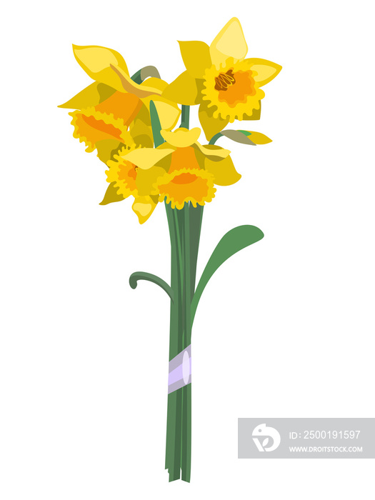 Bouquet of yellow daffodils isolated on white