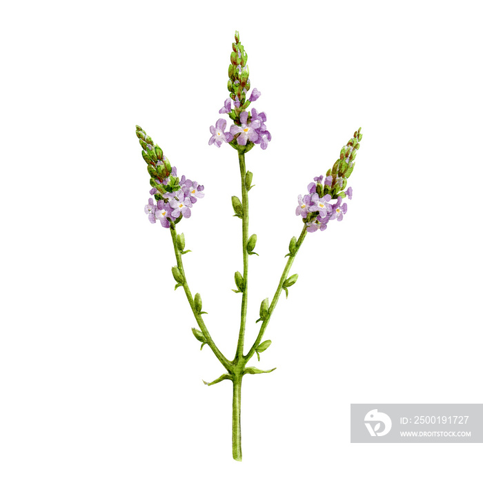 Verbena herb organic watercolor image. Hand drawn vervain plant element. Purple natural organic flowers on green stems. Aromatic medicinal verbena herb on white background.