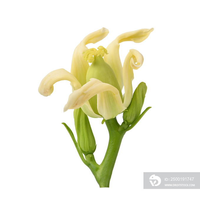 Papaya fruit growing from the flower. on transparent png