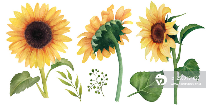 Watercolor Sunflower clipart, Floral clip art, Sunflower watercolor digital summer clipart