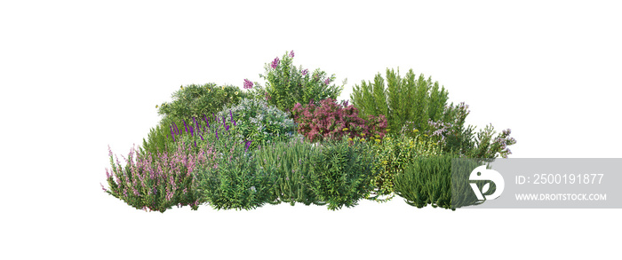 Shrubs and flower on a transparent background