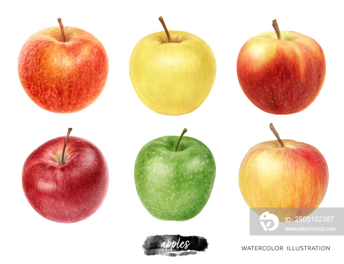 Apples set hand drawn watercolor illustration isolated on white background