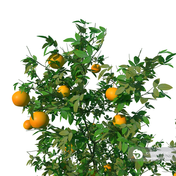 orange tree close-up, no background png format