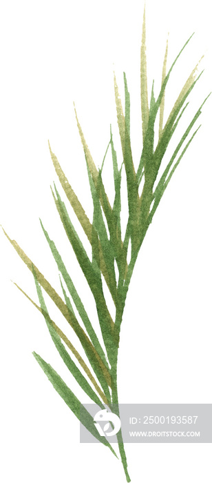 Palm leaf in Watercolor. Decoration element for your design.