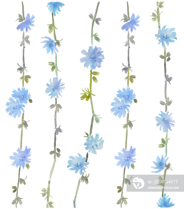 Chicory, blue flowers, flower background, watercolor floral illustration