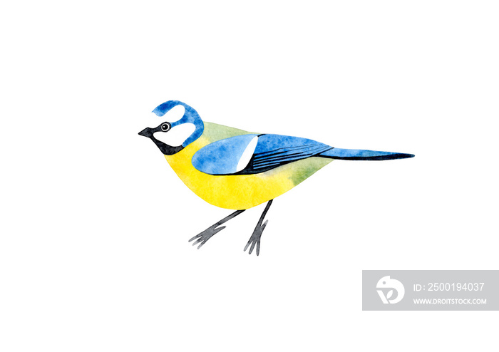 Hand drawn watercolor illustration of a blue tit bird. Isolated on white background.