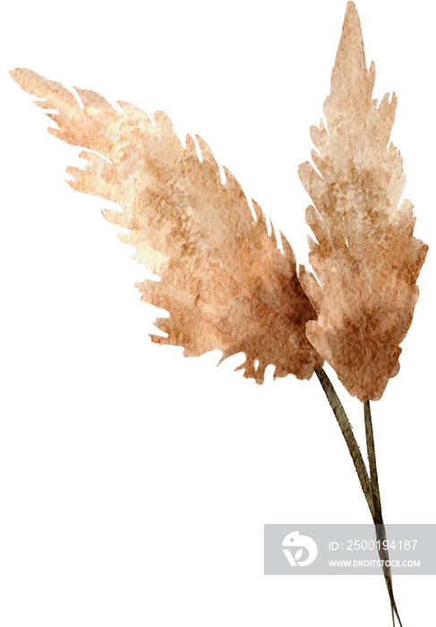 Pampas grass watercolor with transparent background