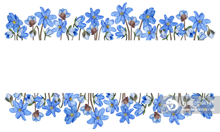 Hepatica blue spring flowers banner, frame. Watercolor illustration Isolated on white background