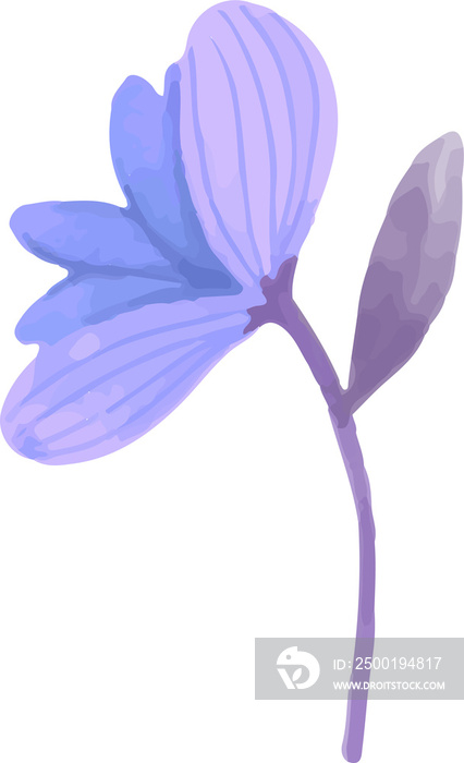 purple blue violet lavender iris flower isolated